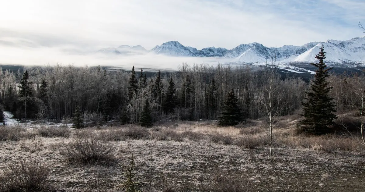 No credit check loans Yukon - frosted forest and peaks at Haines Junction