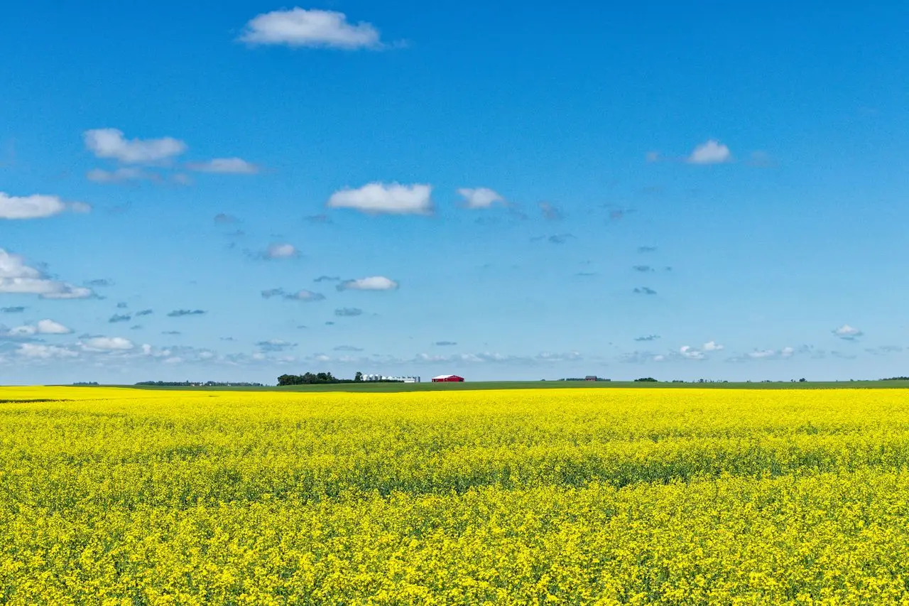 Canola field in bloom with farm buildings on the prairie around Regina
