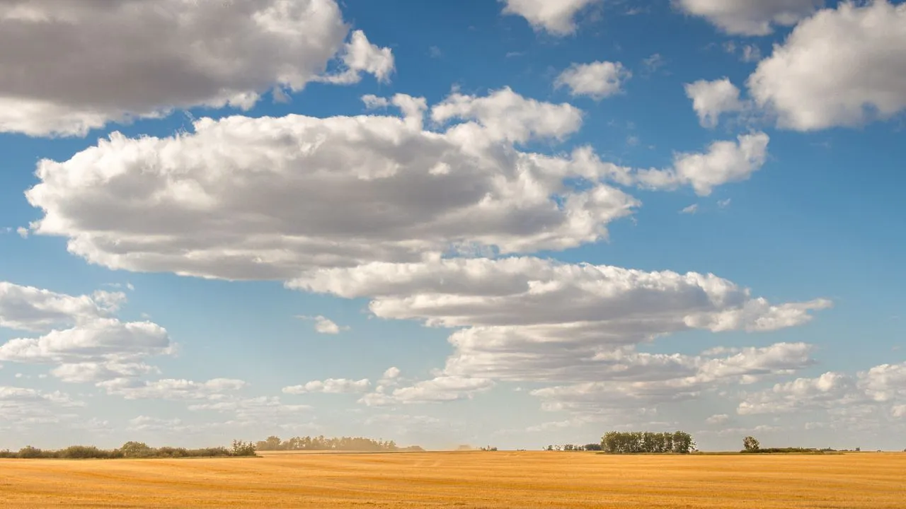 Golden wheat field at harvest in rural Saskatchewan outside Regina